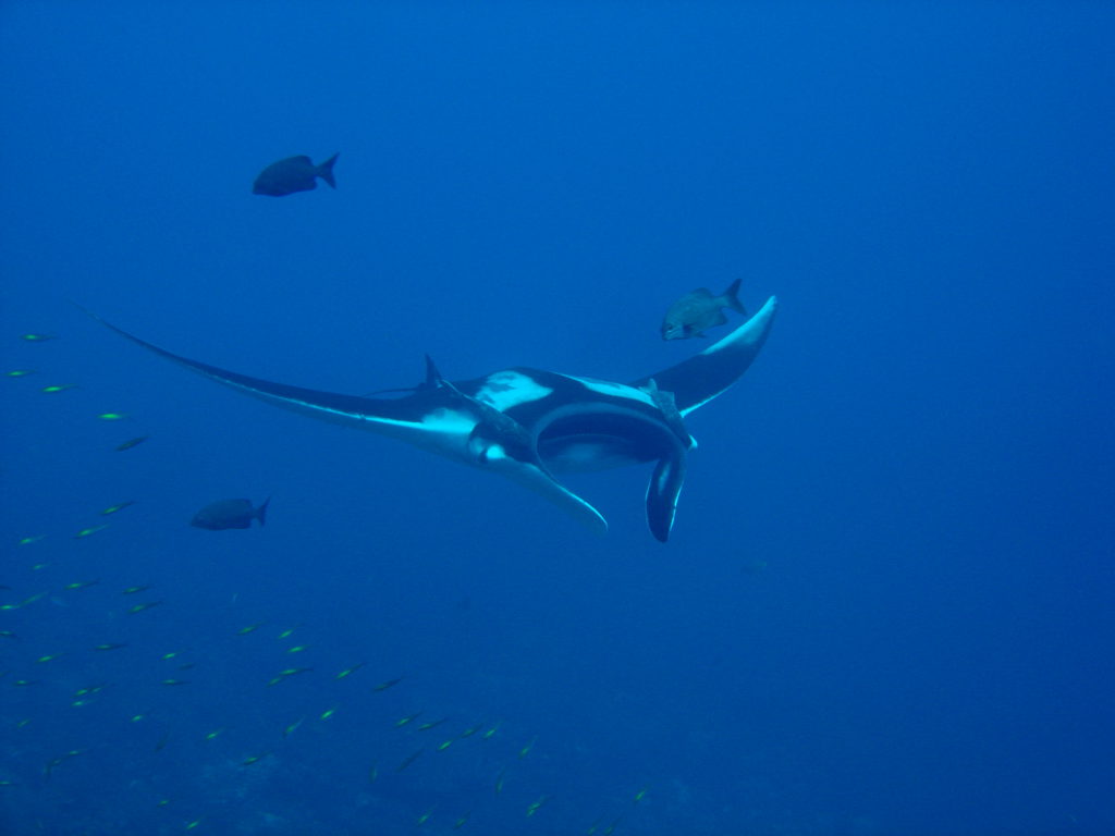 Riesenrochen - Tauchsafari Similans