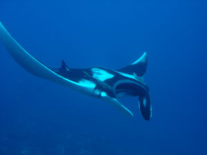 Großer Mantarochen Kamala Beach Tauchschule