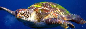 Meeresschildkröte - Kamala Dive Service