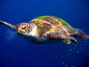 Grüne Meeresschildkröte - Phuket Tauchen
