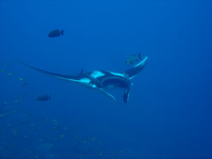 Mantarochen Phuket Tauchschule