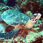 Wasserschildkröte Kamala Beach Tauchschule