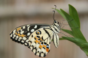 Schmetterling - Deutsche Tauchscule Phuket
