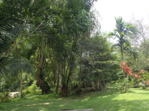 Rainforest Resort - Phuket Tauchen