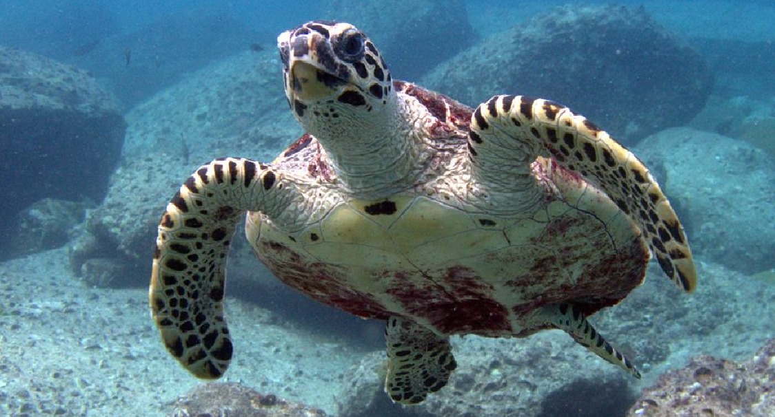 Grüne Meeresschildkröte - Phuket Tauchen
