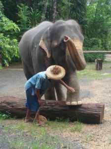 Im Elefantencamp mit Phuket Tauchen