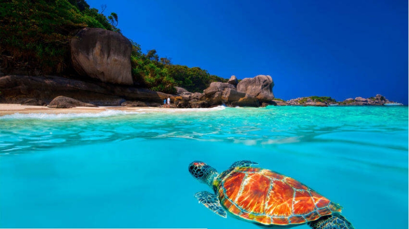 Wasserschildkröte - Tauchsafari Similan Islands