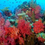 Korallenriff - Kamala Dive Service