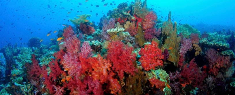 Korallenriff - Kamala Dive Service