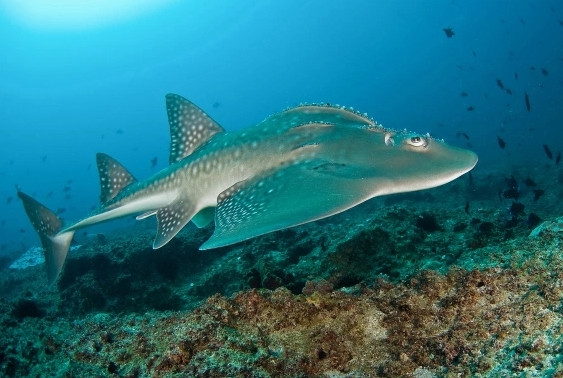 Rundkopf- Geigenrochen - Tauchen Similan