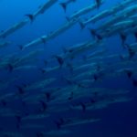Schule von Barrakudas - Tauchen Similan