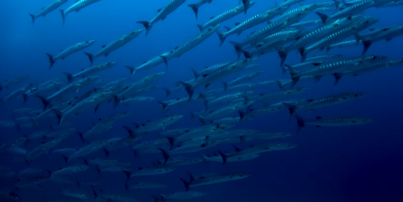 Schule von Barrakudas - Tauchen Similan