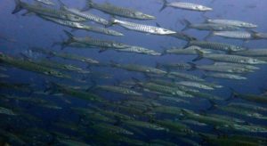 Schule von Barrakudas - Tauchen Similan