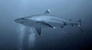 Silvertip Shark - Tauchen Burma